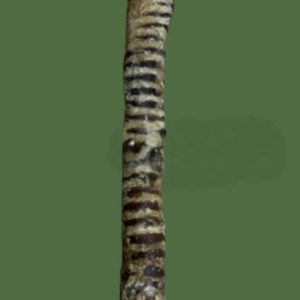 Giant Bully Trachea