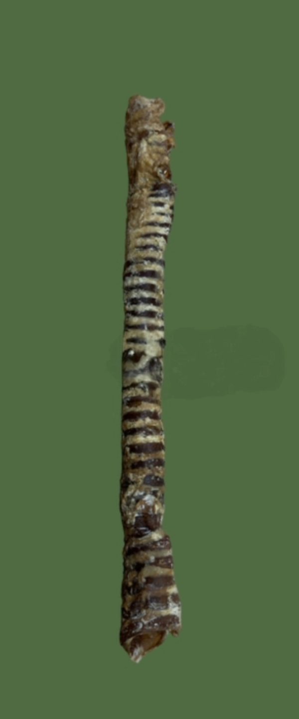 Giant Bully Trachea