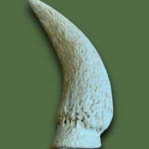 Lamb Horn Marrow