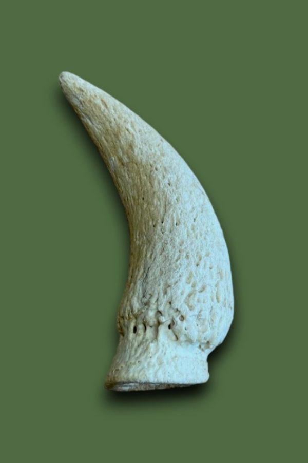 Cow Horn Marrow