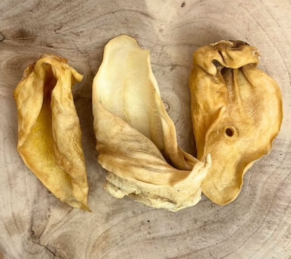 Large Cow Ear