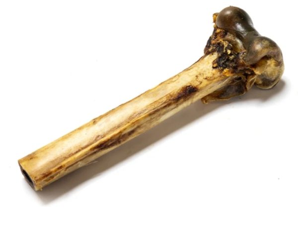 Medium Ostrich Bones