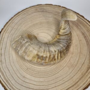 Lamb Horn