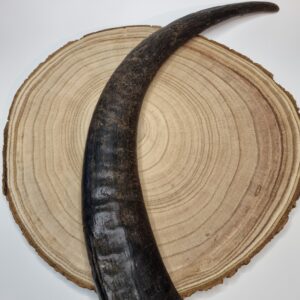 Extra Large Buffalo Horn