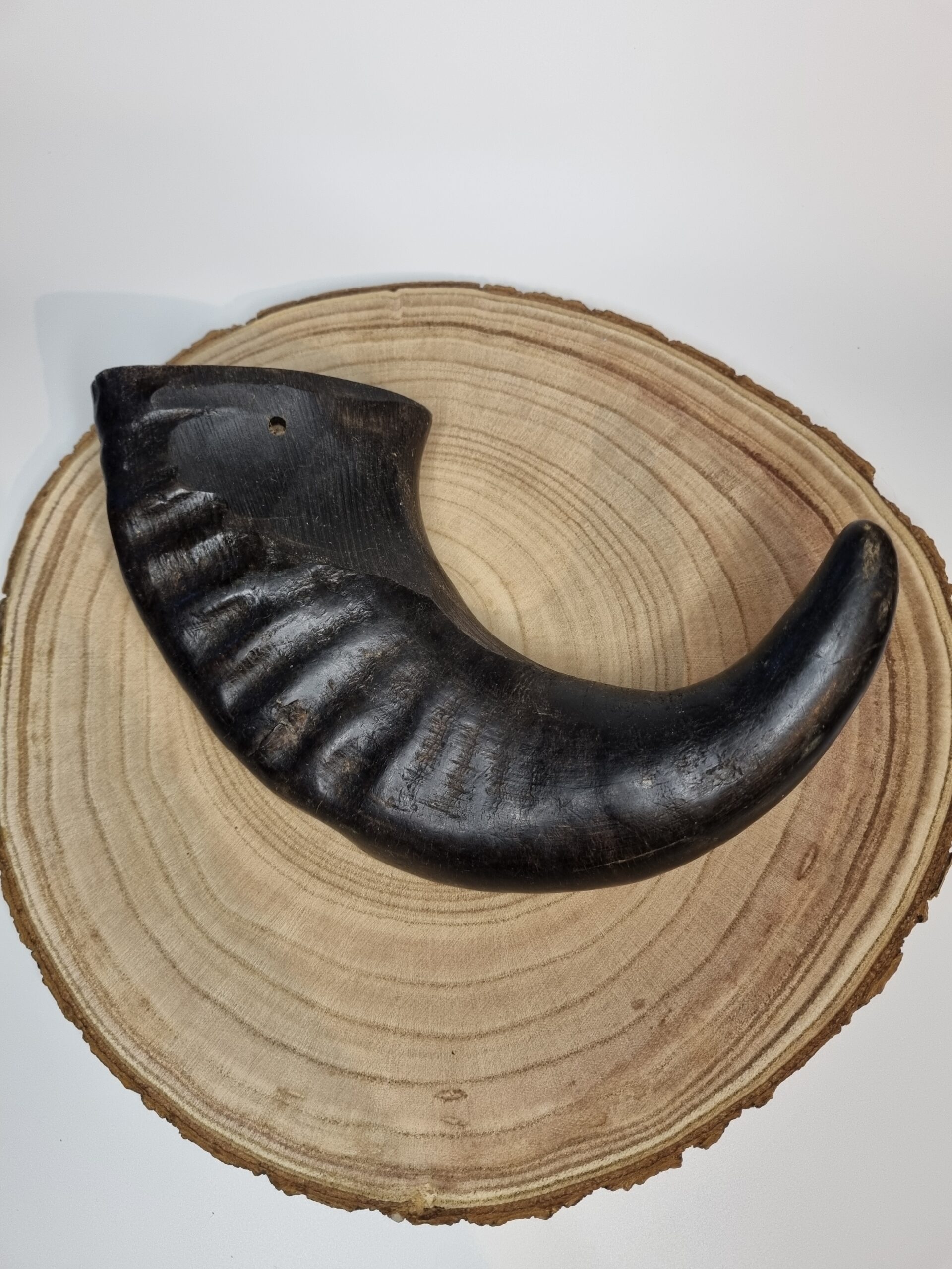 Large Buffalo Horn